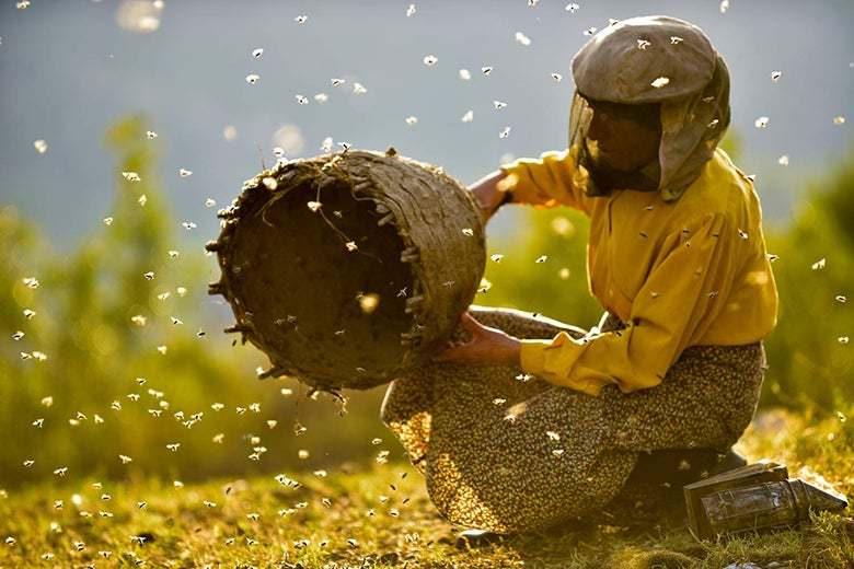 Still frame from Honeyland showing bee keeper surrounded by bees in the countryside