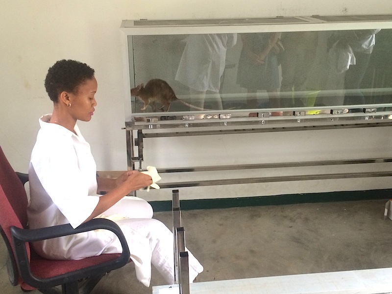 AFLI Participant in Classroom with Lab Rats