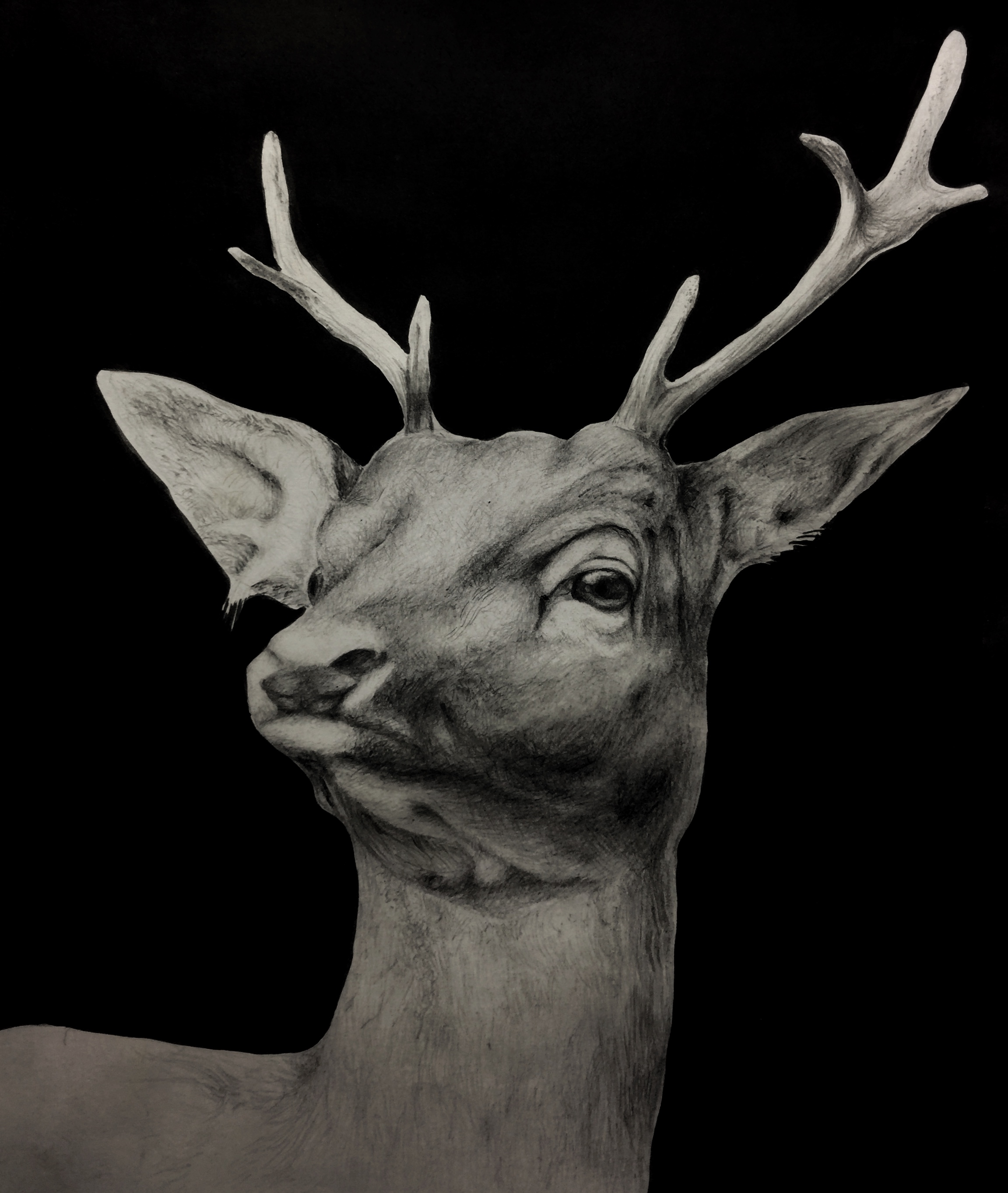 A sketch of a deer