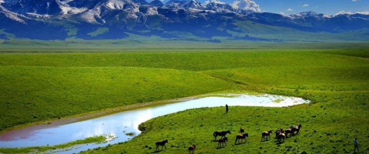 Animals graze across vibrant green grass in Mongolian landscape