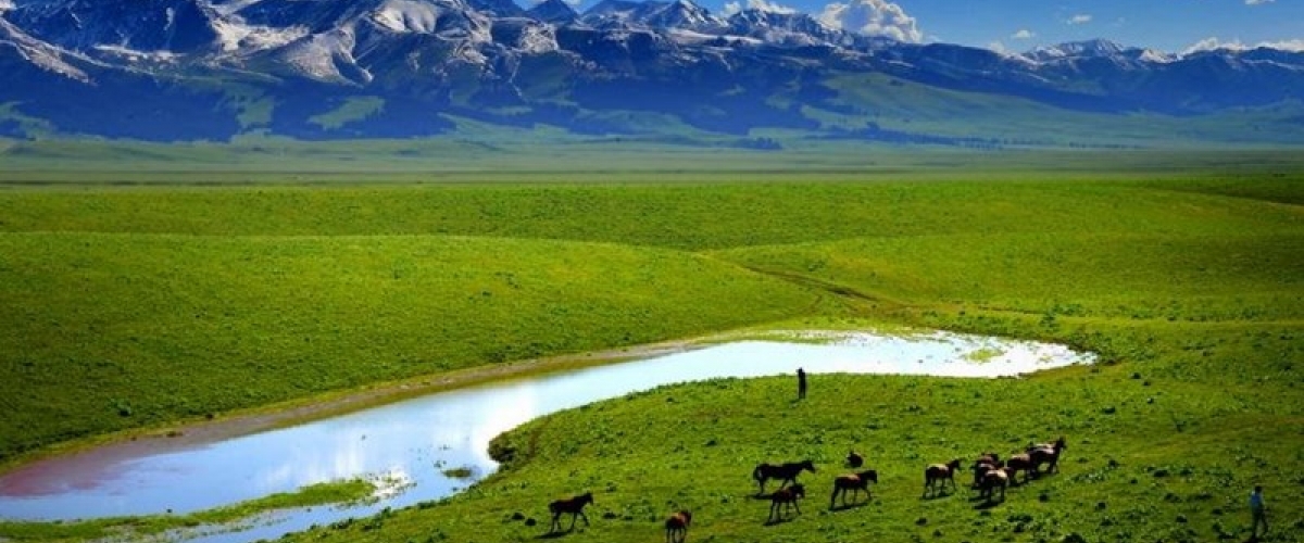 Animals graze across vibrant green grass in Mongolian landscape