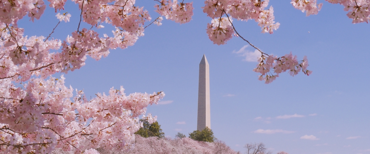 Washington monument during Cherry Blossom Festival in Washington DC, USA