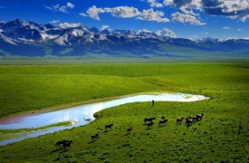 Animals graze across vibrant green grass in Mongolian landscape